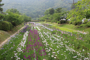 Shirosima_67