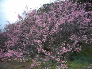 Sakura_1