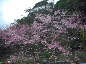 Sakura_2