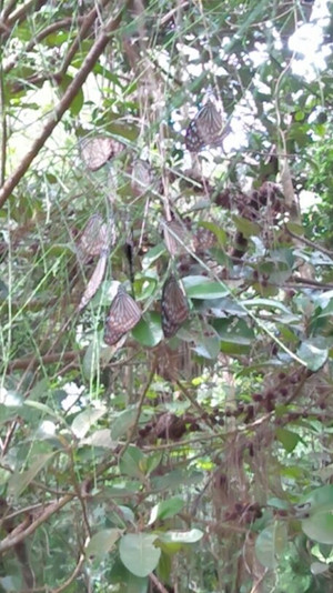 Asagimadara_1