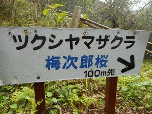 S20210307_sakura_1