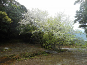 S20210307_sakura_2