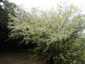 S20210307_sakura_3