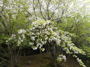 S20210307_sakura_5