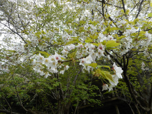 S20210307_sakura_6