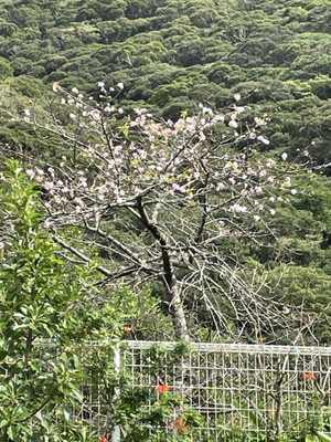 211013_sakura_1