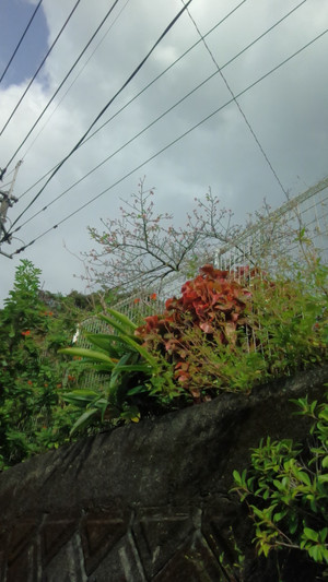 211013_sakura_3