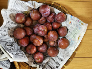 Sumomo_4