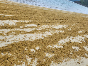 230519_yadorihama_4