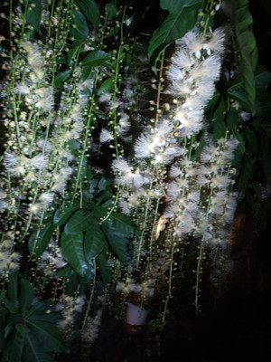 Sagaibana_1