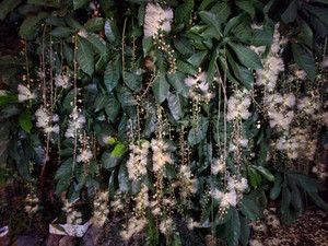 Sagaibana_4